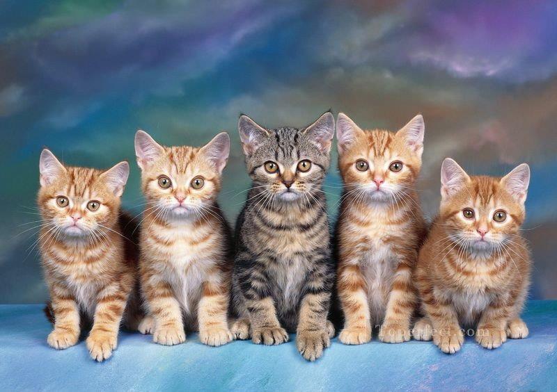 une ligne de chats Peintures à l'huile